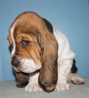 basset hound puppies virginia corkey basset hounds basset hound puppies virginia corkey basset hounds