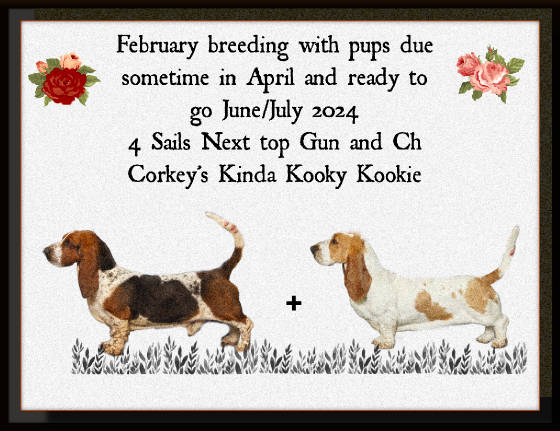 July hound puppies deals for sale