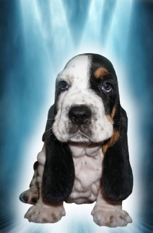 are basset hound puppies aggressive