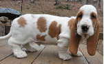 Bently.jpg