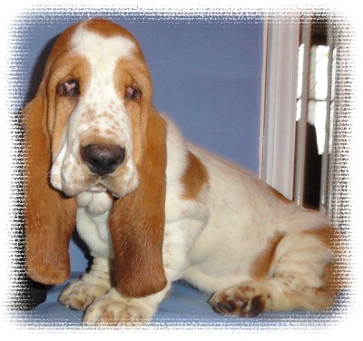 Buddy10HOME.jpg