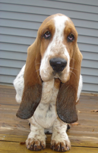 Olive2011.jpg