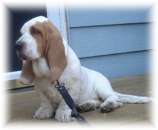 Shiloh4web.jpg