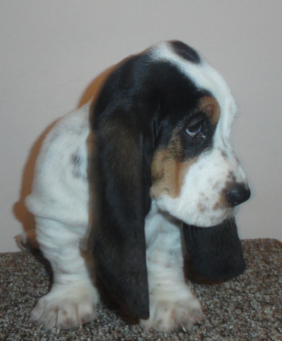 Zin9wks2.jpg