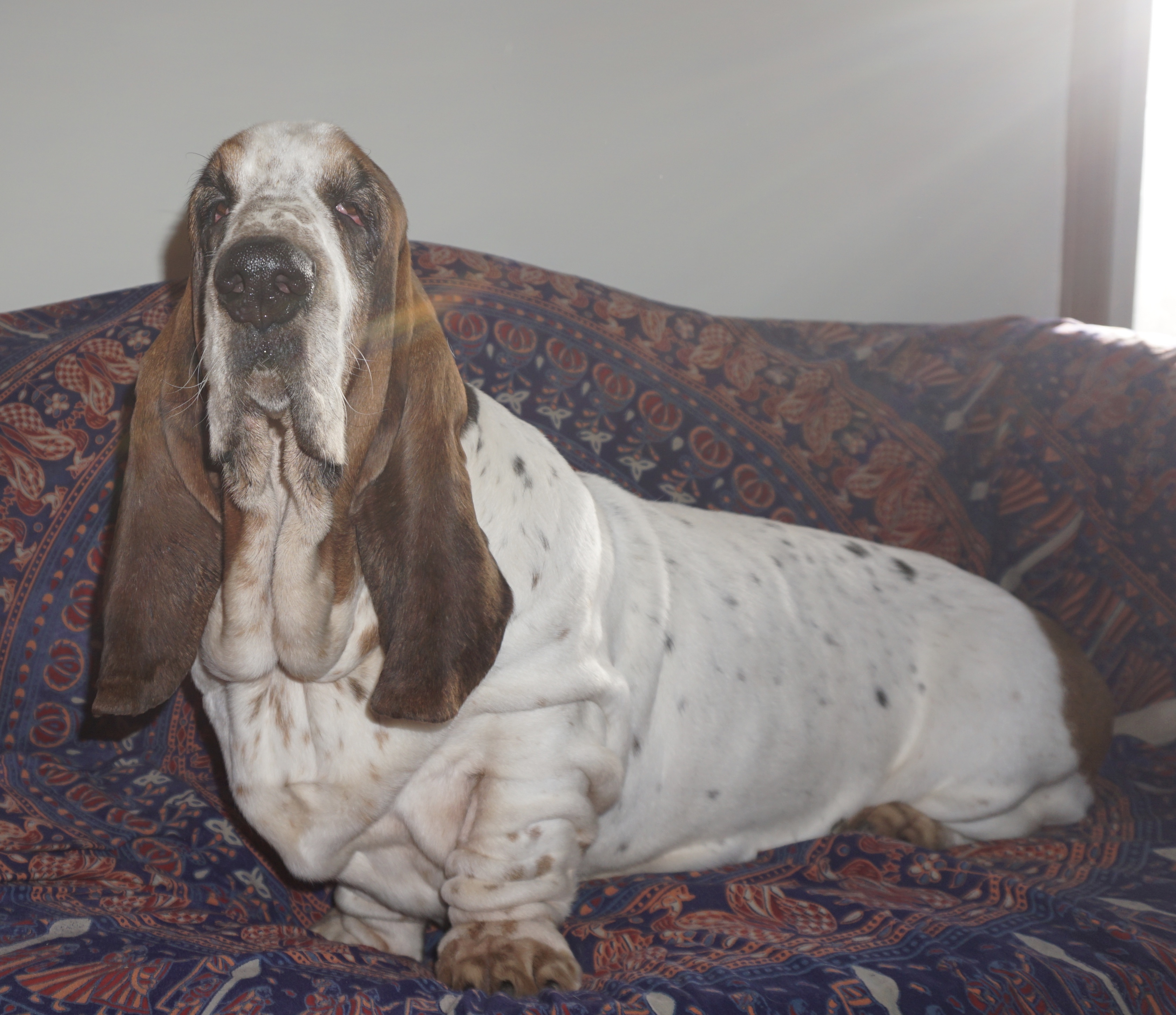 CORKEY BASSET HOUNDS