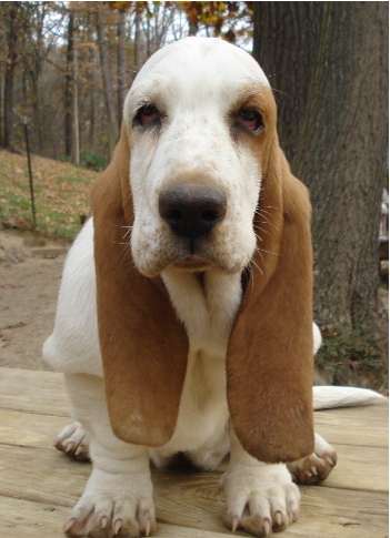 gidget0.jpg