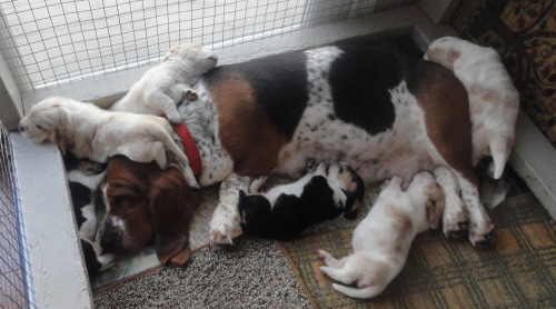 litter3weeks.jpg