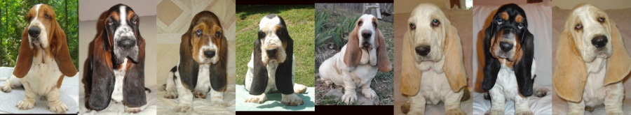 mydogsbanner2.jpg