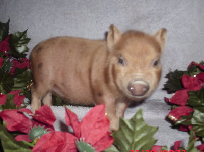 pigbaby4.jpg