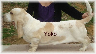 yokopeda.jpg