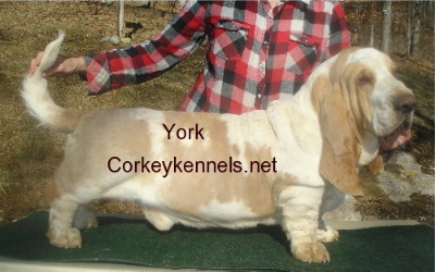 york2yrs0ld9.jpg