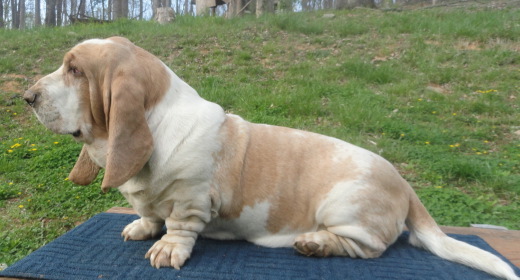 yorkman6.jpg