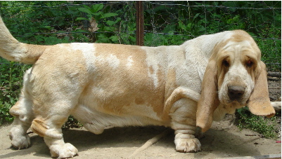 yorkpork.jpg